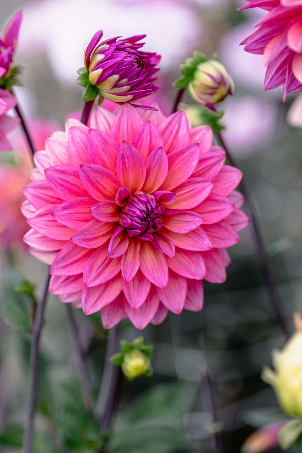 Dahlia 'Feline Yvonne'